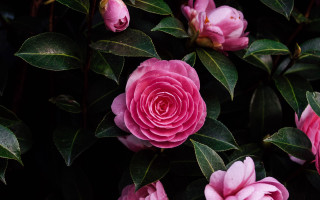 Pink flower bush leaves buds - leaf and buds free wallpaper