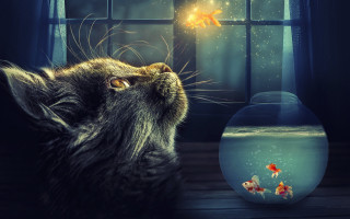 Cat goldfish magic realism aurora - a goldfish free wallpaper