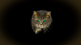 Cat green eyes glowing open - carlos catasse free wallpaper for desktop
