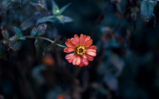 Red flower yellow center green 11 - green leaf and flowers free wallpaper