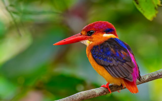 Colorful bird perched branch nature - the background and a blurry background free wallpaper