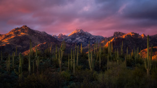 Mountain range sunset cactus foreground - a pink sky free wallpaper