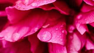 Pink flower water droplets macro 25 - a pink flower free wallpaper