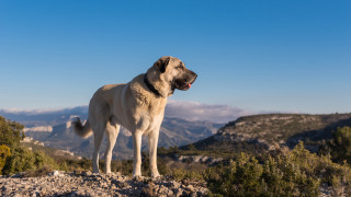 Dog mountain hill sky clouds - heroic free wallpaper