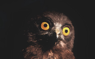 Bird yellow eyes owl moon - sots art free wallpaper