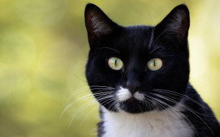 Black white cat yellow eyes 17 - symmetrical free wallpaper