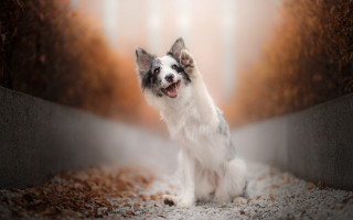 Dog sitting room light window - elke vogelsang free wallpaper