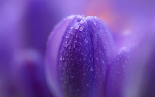Purple flower water droplets macro 21 - a purple flower free wallpaper