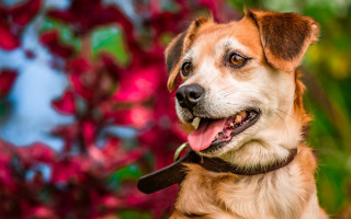Dog leash shiba inu bokeh - a stock photo free wallpaper