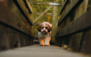 Dog bridge tongue out trees - its tongue free wallpaper