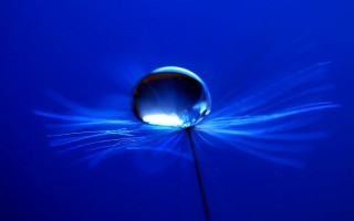 Blue flower water drop macro - a blue light free wallpaper