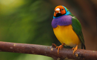 Colorful bird perched branch blurry 2 - upper body free wallpaper