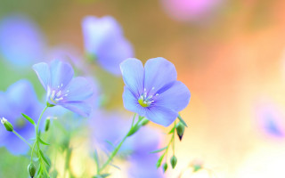 Blue flowers grass blurry background 2 - cindy wright free wallpaper