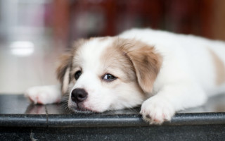 Puppy sad look table jigsaw - chang daichien free wallpaper