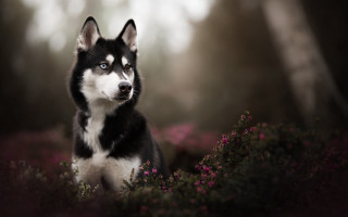 Husky flower field forest purple - husky free wallpaper