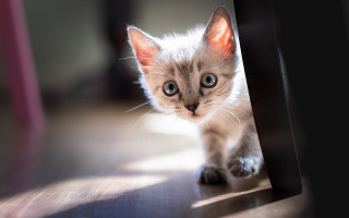 Kitten doorway blurry background big - the floor of a house free wallpaper