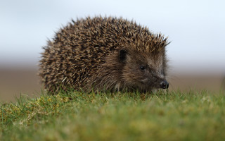 Hedgehog grass daytime sun naturalism - david dougal williams free wallpaper