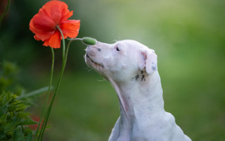 White dog smelling red flower - a red flower free wallpaper