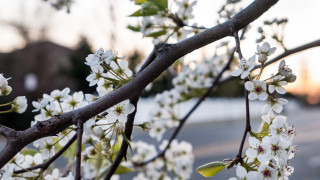 White flower tree street blurry - a building in the background free wallpaper