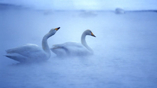 Swans ducks fog misty ocean - mist free wallpaper
