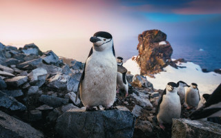 Penguins rocks ocean mountain sunset - a group of penguins free wallpaper