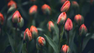 Red flowers green leaves bokeh - red flower free wallpaper