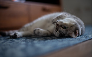 Cat floor dresser tiltshift photorealistic - its paw free wallpaper