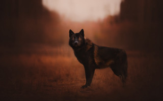 Black brown dog field forest - caspar wolf free wallpaper