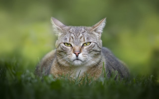 Cat green eyes sitting grass 4 - ferenc joachim free wallpaper
