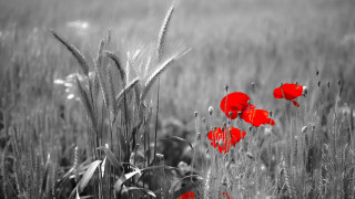 Red poppy field tall grass - tall grass free wallpaper