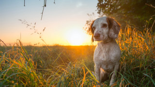 Dog sunset field grass autumn - sunset free wallpaper