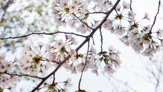 White flower branch blue sky 7 - a blue sky background free wallpaper
