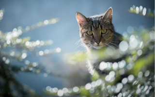 Cat tree green eyes bokeh - the branch free wallpaper