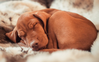Dog sleeping fluffy blanket elk - his paw free wallpaper