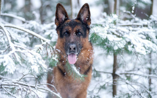 Dog snowy forest winter blurry - in a forest free wallpaper