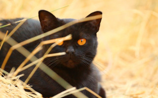 Black cat orange eyes dry - dry free wallpaper