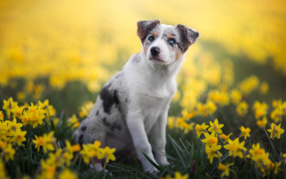 Dog yellow flowers blue eyes - a yellow background free wallpaper for desktop