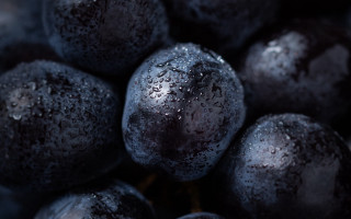 Blueberries water droplets dark background - cao zhibai free wallpaper