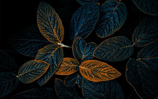 Leafy plant white flower black - daniel lieske free wallpaper