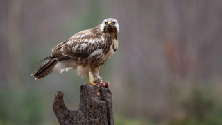 Bird prey on stump woods - the wood free wallpaper