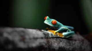 Small green frog red eyes - red eye free wallpaper