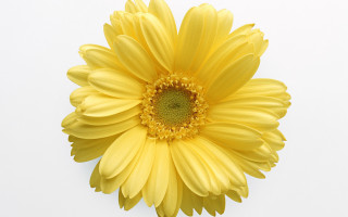 Yellow flower gradient digital rayonism - this image free wallpaper