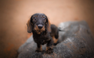 Sad dog rock tiltshift blurry - optical free wallpaper