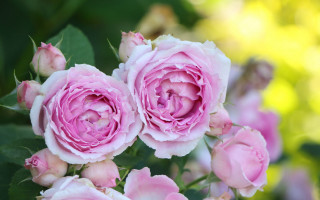 Pink roses garden blurry depth - constance copeman free wallpaper