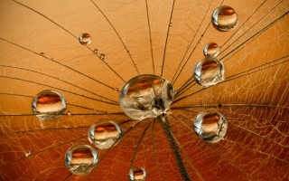 Umbrella water drops brown background - a umbrella free wallpaper