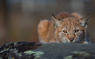 Small cat on rock blurry - a small cat free wallpaper