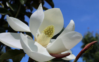 White flower green center macro 2 - a green center free wallpaper