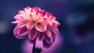 Pink lily lotus flower macro - a pink flower free wallpaper