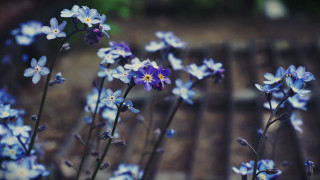 Blue flowers vase outdoor bench - outside free wallpaper