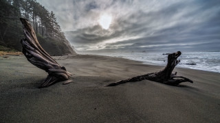 Tree stump beach cloudy sky - the sand free wallpaper